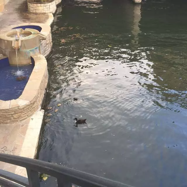 Arboretum Duck Pond