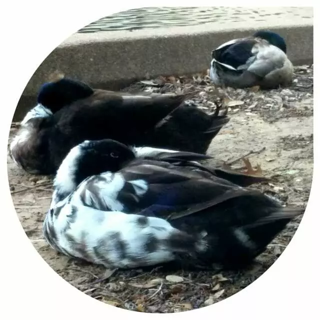 Arboretum Duck Pond