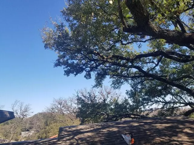 Austin Tree Care Service