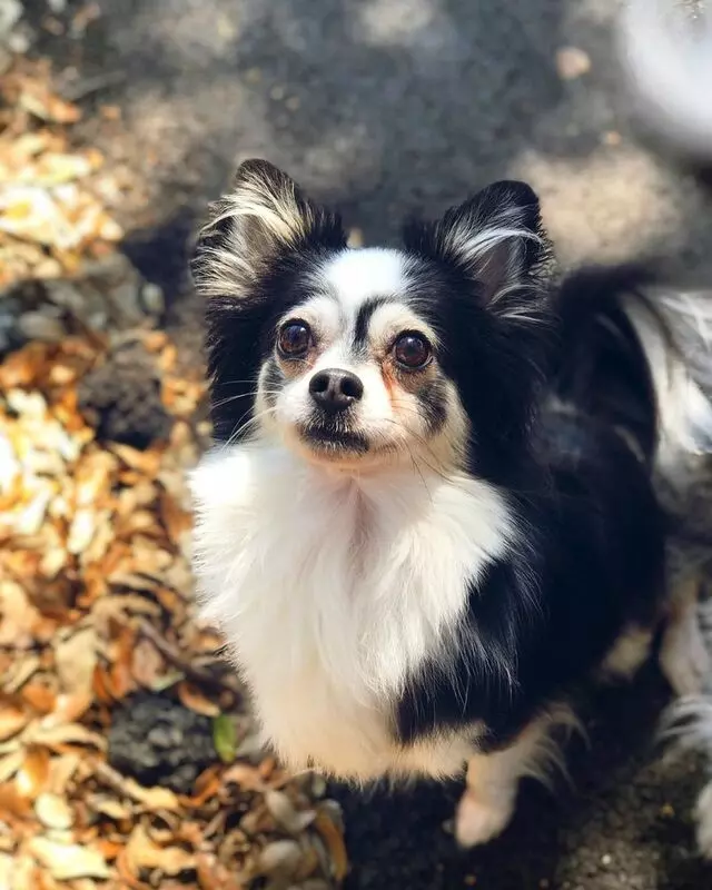 ARF Dog Training Inc. - A Real Friend Dog Training