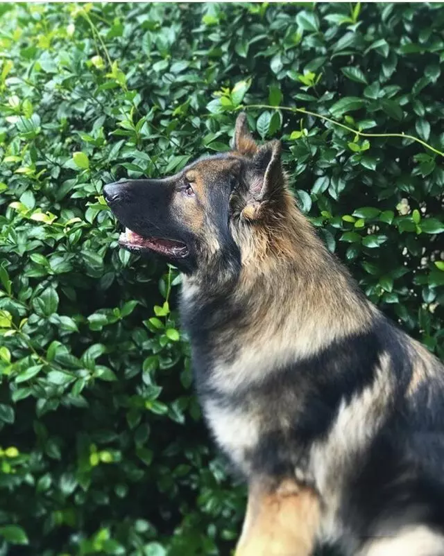 ARF Dog Training Inc. - A Real Friend Dog Training