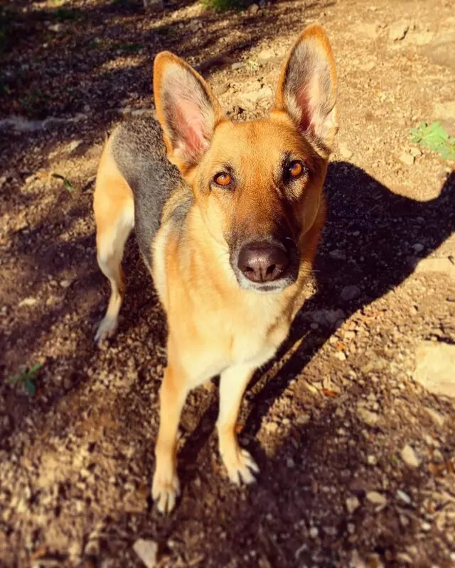 ARF Dog Training Inc. - A Real Friend Dog Training