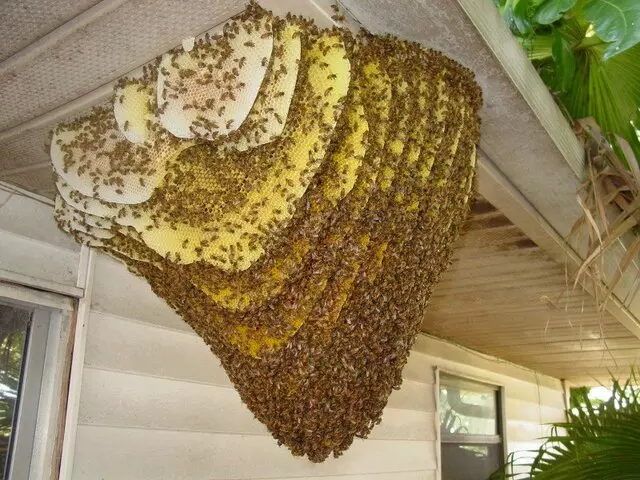 Bee Safe Bee Removal
