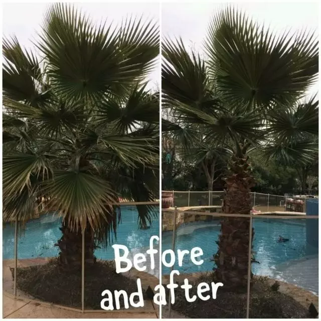 A’s Tree Service