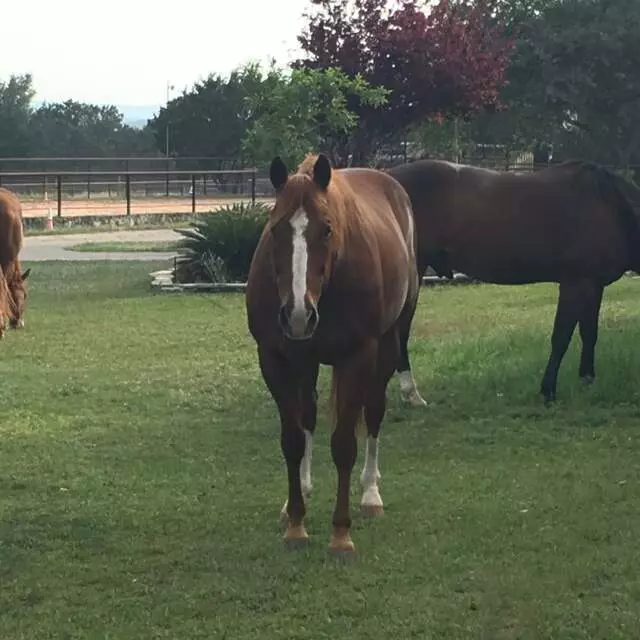 Austin Stables