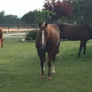 Austin Stables