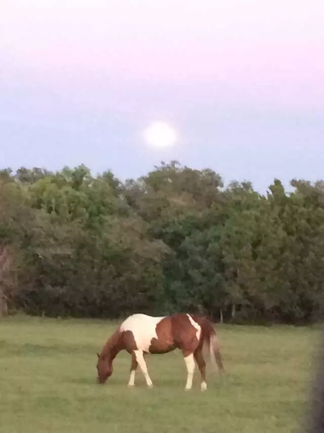 Austin Stables