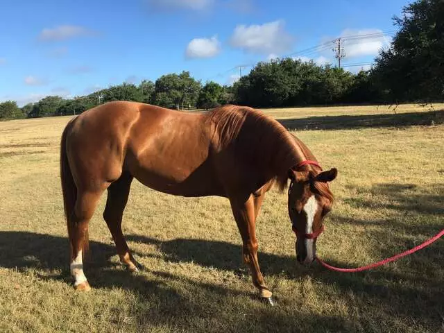 Austin Stables