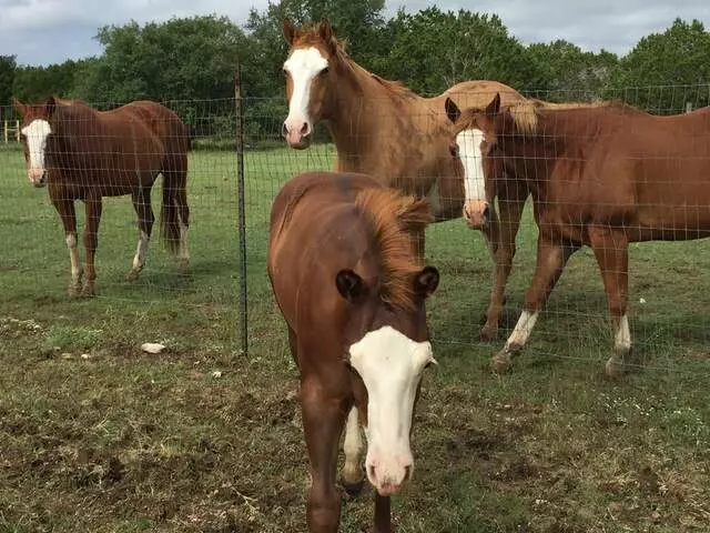 Austin Stables