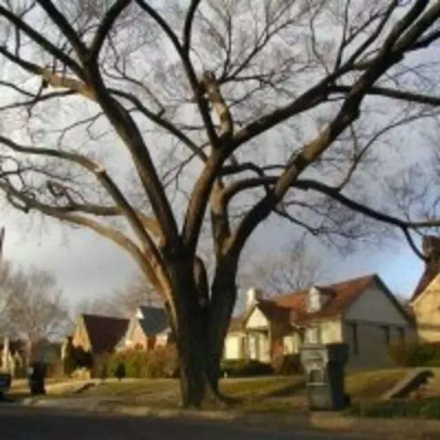 Austin Tree Surgeons