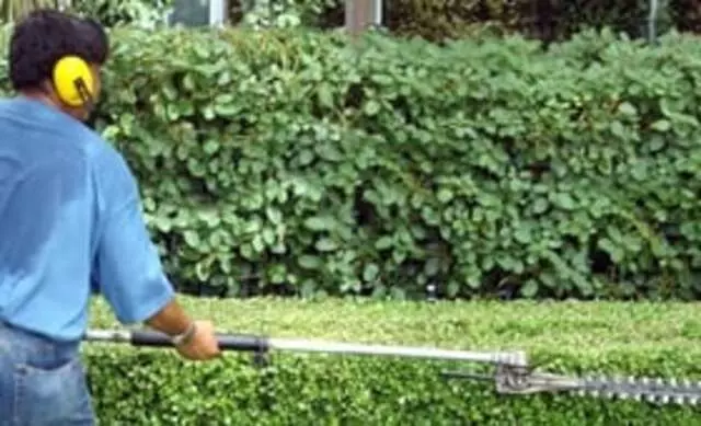 Austin Tree Surgeons
