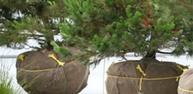 Austin Tree Surgeons