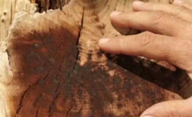 Austin Tree Surgeons
