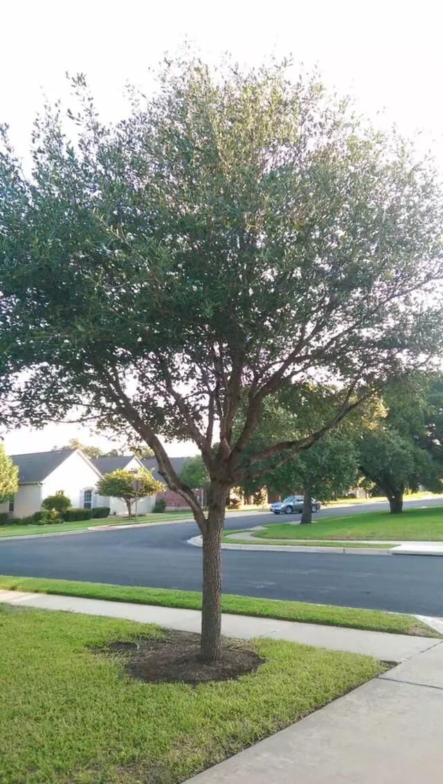 Austin Tree Surgeons