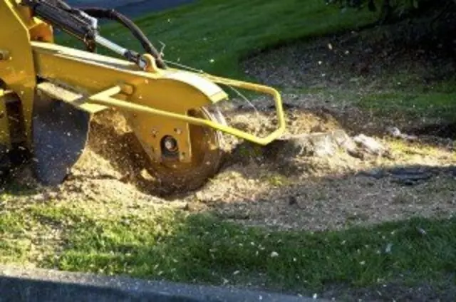 Austin Tree Surgeons