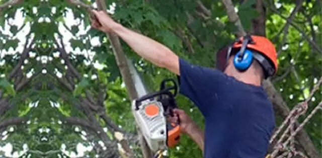 Austin Tree Surgeons