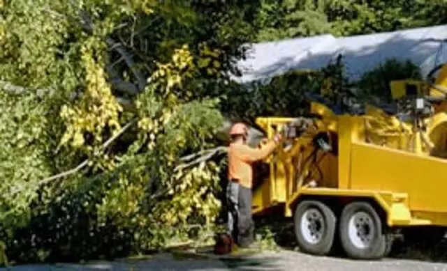 Austin Tree Surgeons