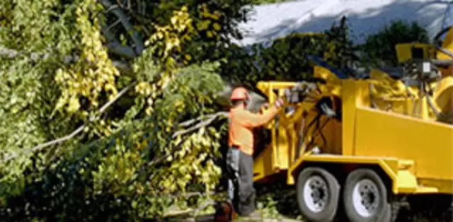 Austin Tree Surgeons