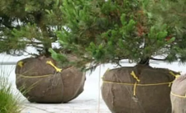 Austin Tree Surgeons