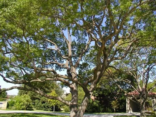 Austin Tree Surgeons