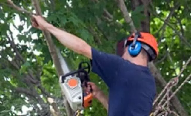 Austin Tree Surgeons