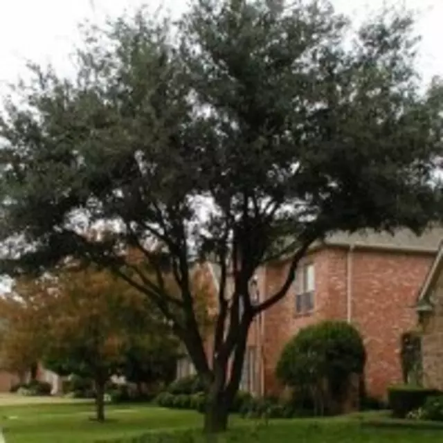 Austin Tree Surgeons