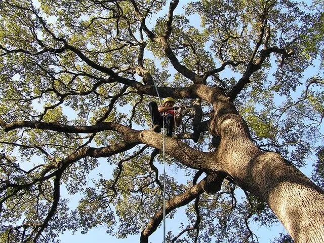 Austin Tree Surgeons