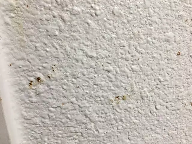 Americas Best Value Inn-Austin South
