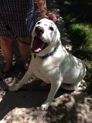 A Pack Nation Dog Training
