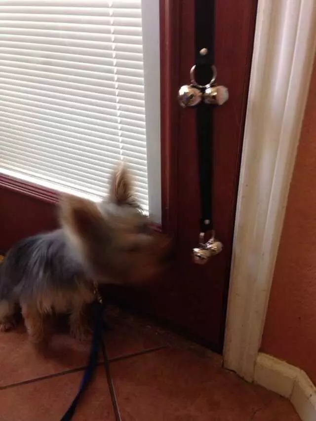 A Pack Nation Dog Training