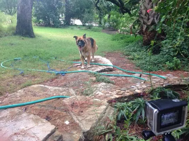 A Pack Nation Dog Training