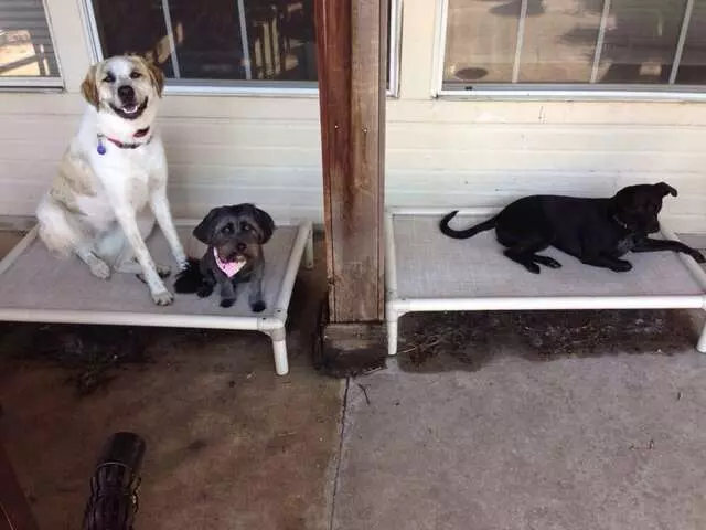 A Pack Nation Dog Training