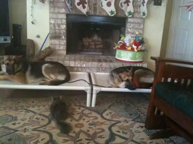 A Pack Nation Dog Training