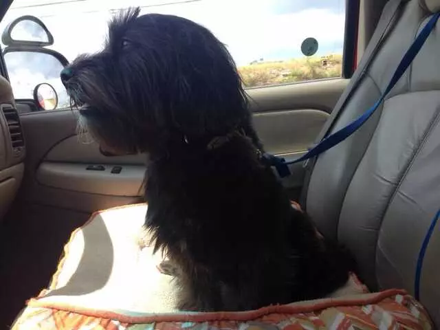 A Pack Nation Dog Training