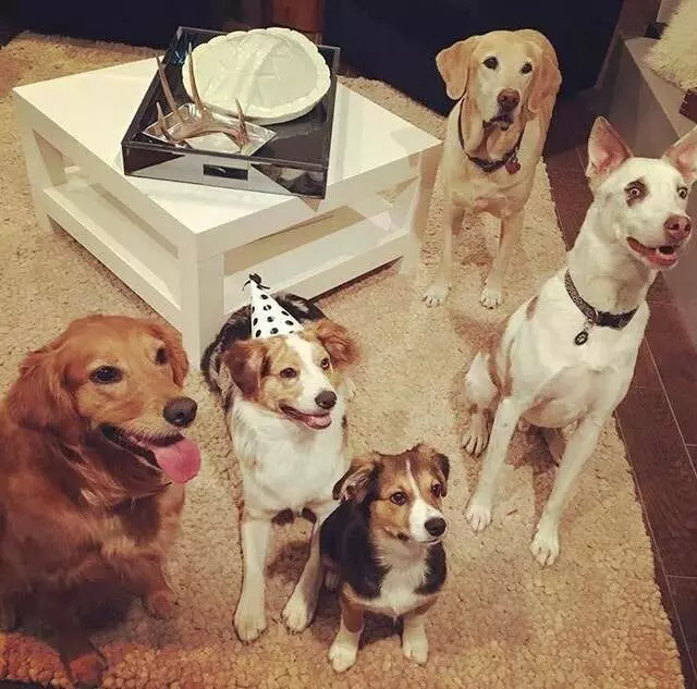 A Pack Nation Dog Training