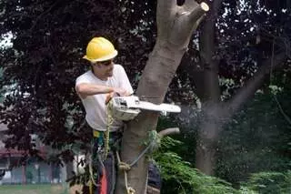 Austin Landscape Pros