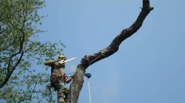 Austin Landscape Pros