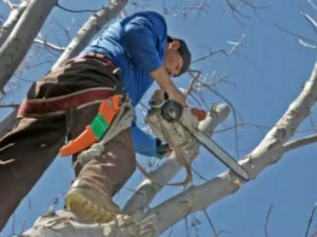 Austin Landscape Pros
