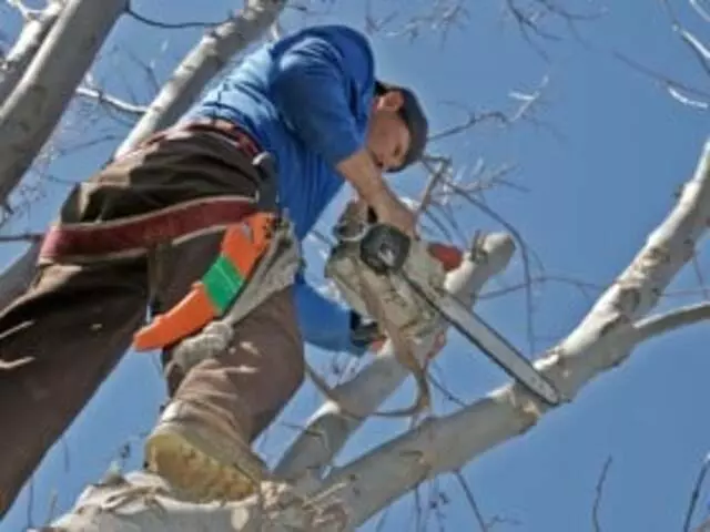 Austin Landscape Pros