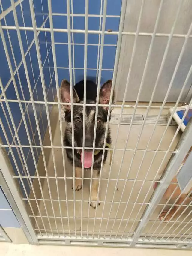 Austin Animal Center