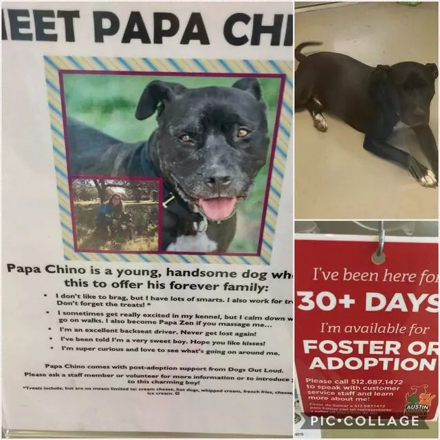 Austin Animal Center