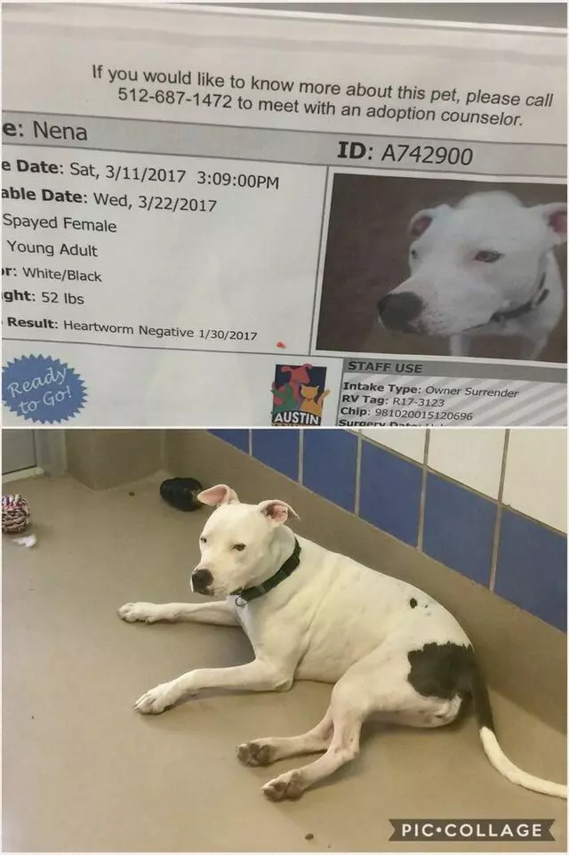 Austin Animal Center