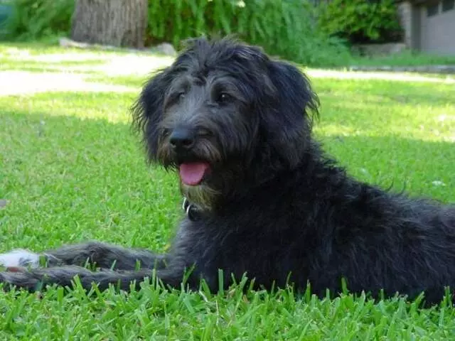 Austin Animal Center
