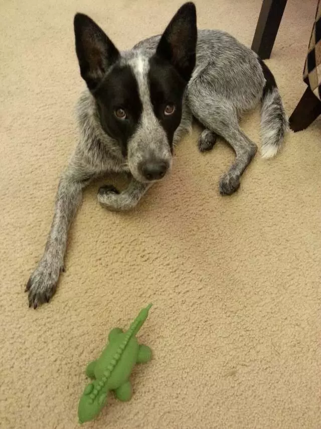 Austin Animal Center