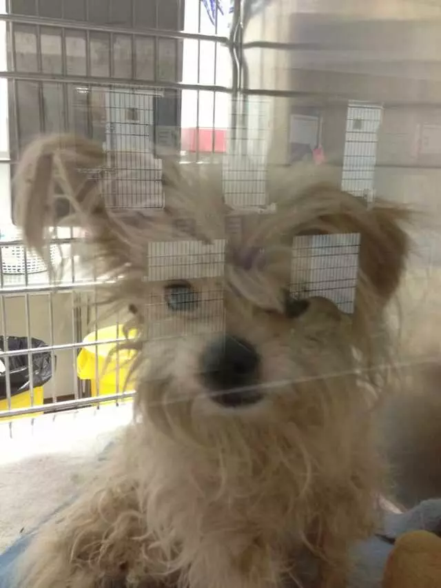 Austin Animal Center