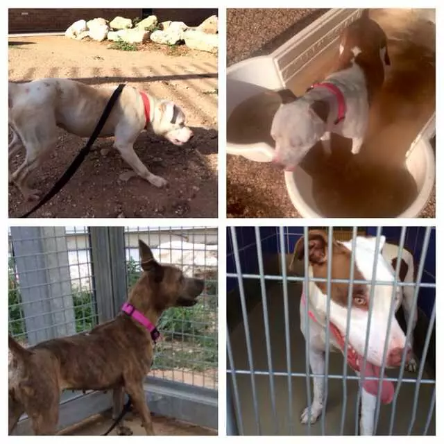 Austin Animal Center