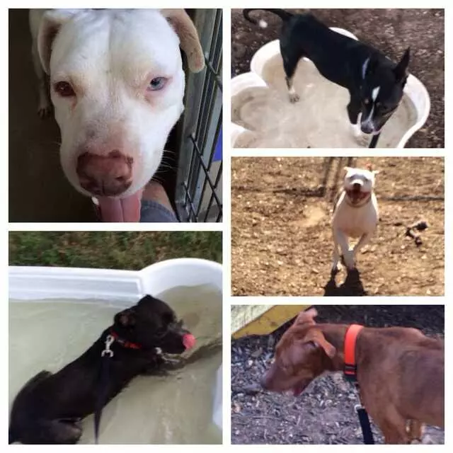 Austin Animal Center