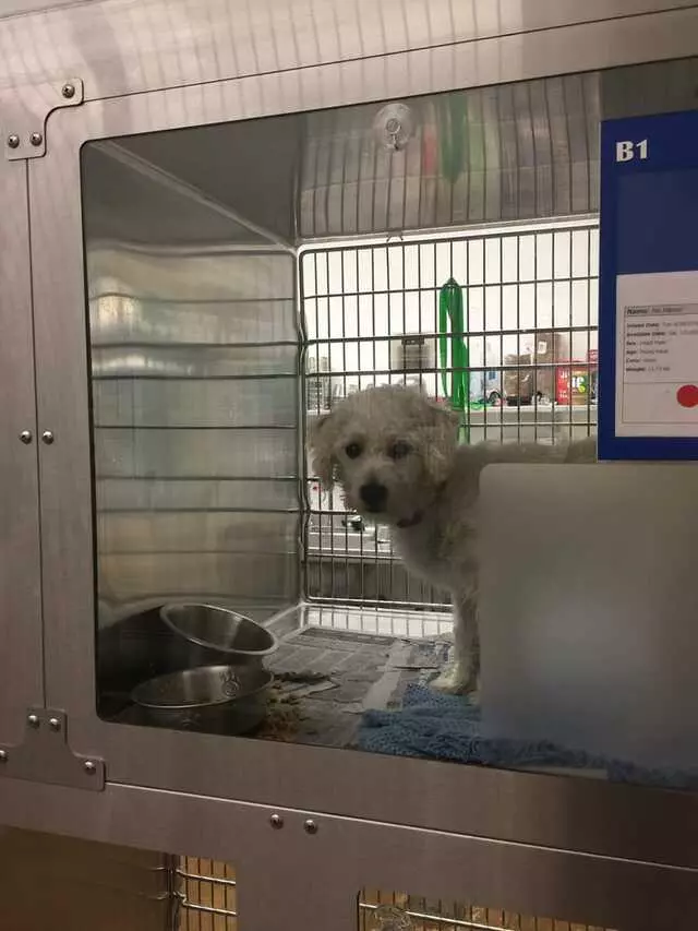 Austin Animal Center