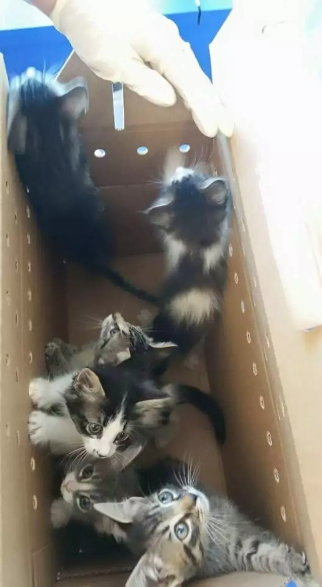 Austin Animal Center