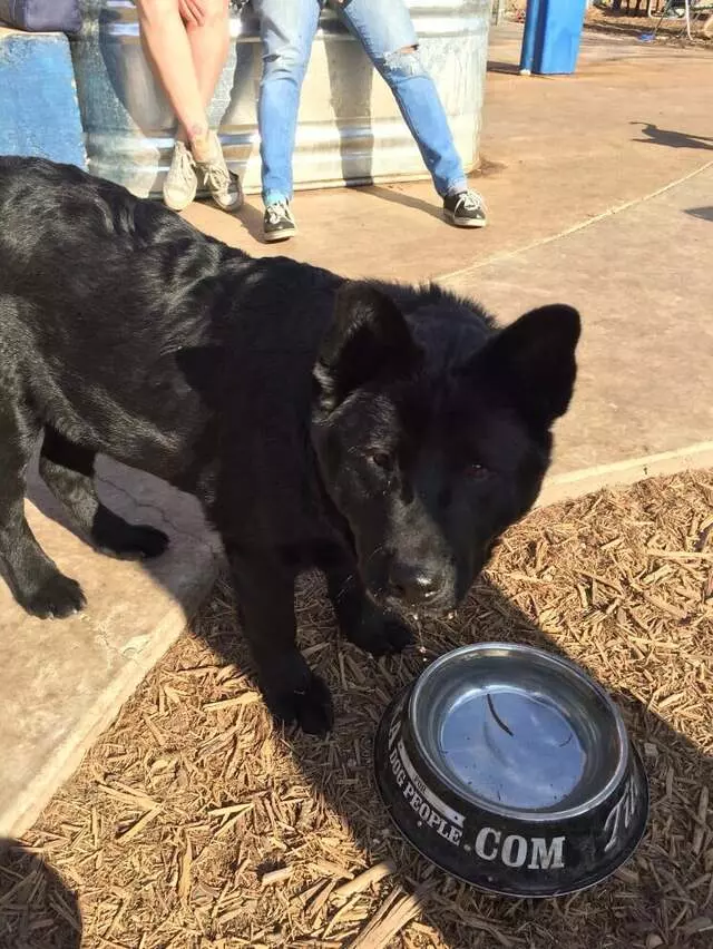 Austin Animal Center